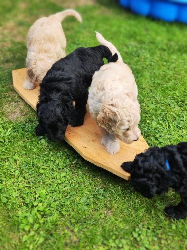 Bernedoodle Welpen beim spielen im Garten
