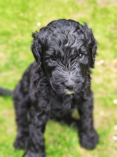 Bernedoodle Welpen Portrait sitzend im Garten
