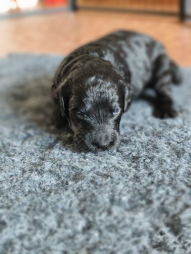 Bernedoodle Welpen Nahaufnahme