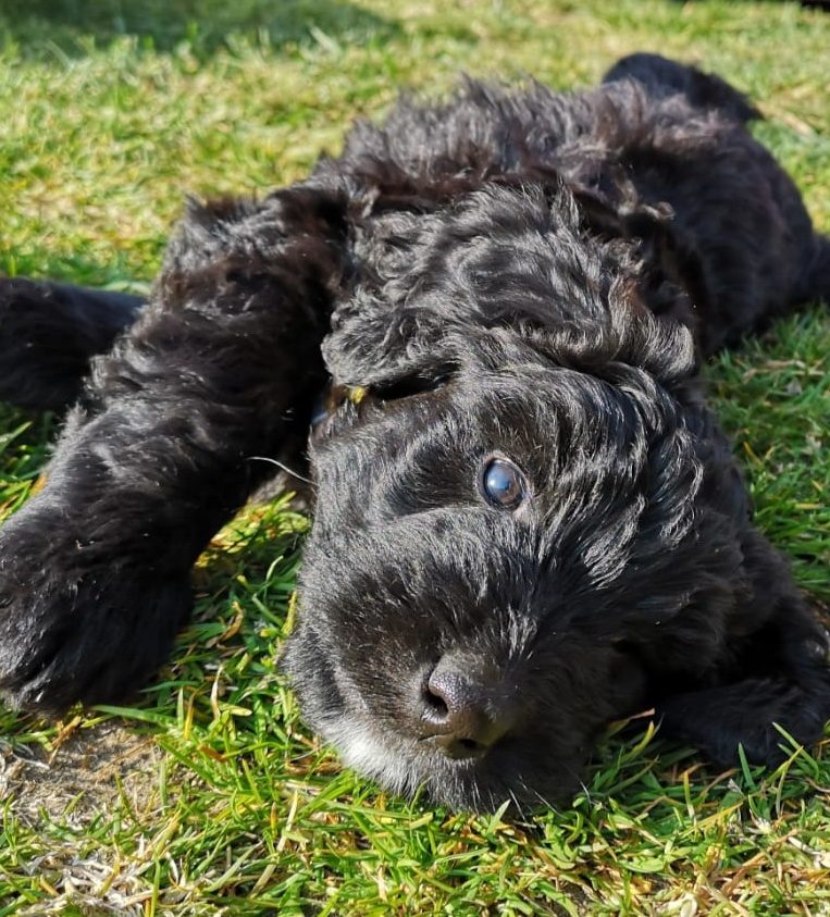 Schwarzer Bernedoodle Welpe, der auf dem Gras liegt, mit neugierigem Blick und sanftem Ausdruck.