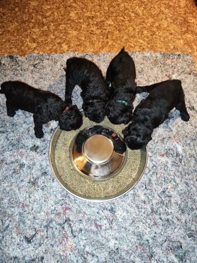 4 Bernedoodle Welpen 22 Tage alt fressen Brei aus einem Welpennapf