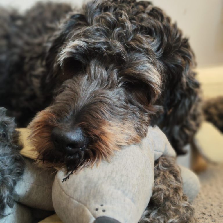 Schwarzer, lockiger Bernedoodle liegt entspannt mit dem Kopf auf einem grauen Plüschspielzeug.