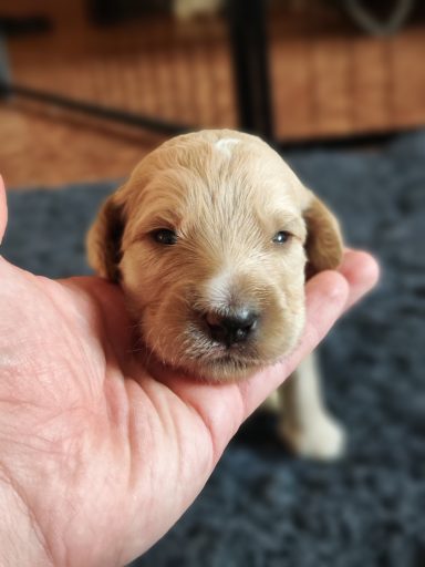 Bernedoodle Welpen Gesicht Nahaufnahme