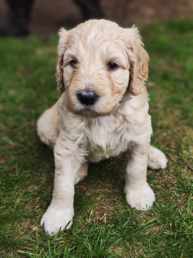 Bernedoodle Welpen Portrait sitzend im Garten