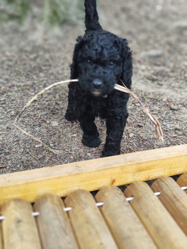 Bernedoodle Welpen beim spielen im Garten