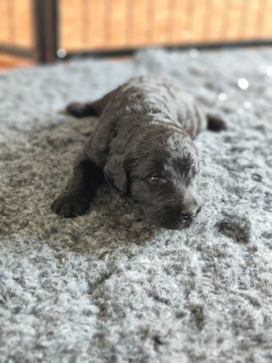 Bernedoodle Welpen Nahaufnahme