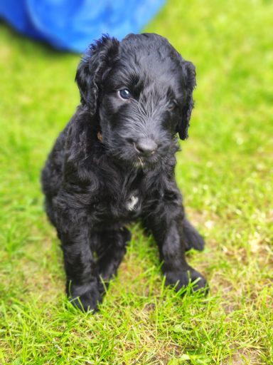 Bernedoodle Welpen Portrait sitzend im Garten