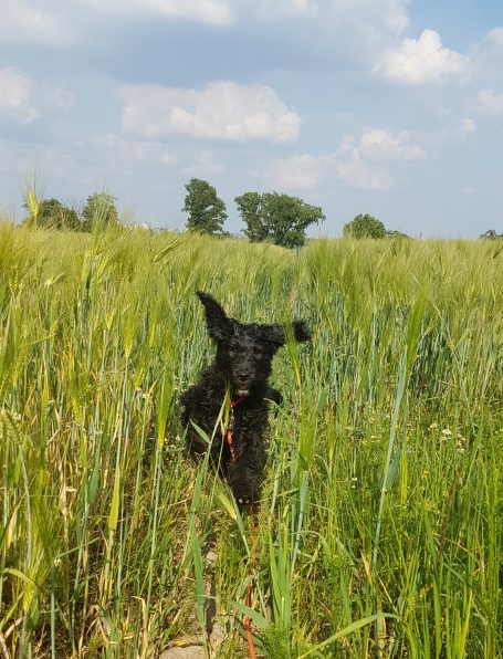 Schwarzer Bernedoodle rennt durch hohes Gras unter einem blauen Himmel mit vereinzelten Wolken.