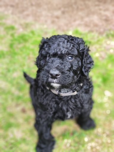Bernedoodle Welpen Portrait sitzend im Garten