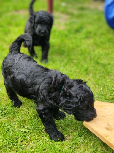 Bernedoodle Welpen beim spielen im Garten
