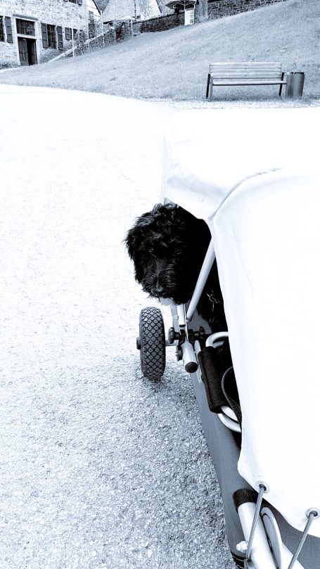 Ein schwarzer Bernedoodle schaut aus einem Bollerwagen.