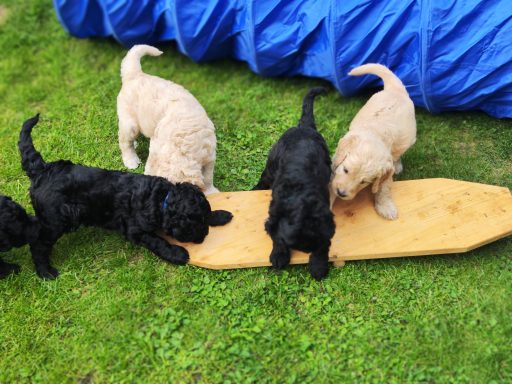 Bernedoodle Welpen beim spielen im Garten