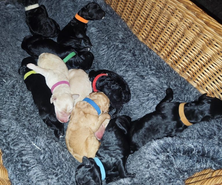 2 Tage alte Bernedoodle Welpen in einem Korb
