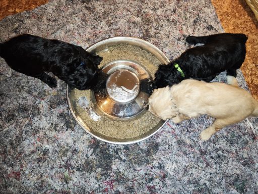 3 Bernedoodle Welpen 22 Tage alt fressen Brei aus einem Welpennapf