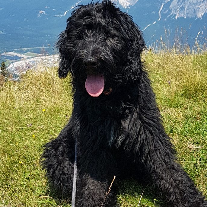 Schwarzer Bernedoodle mit langem Fell sitzt auf einer Wiese mit Bergen im Hintergrund.