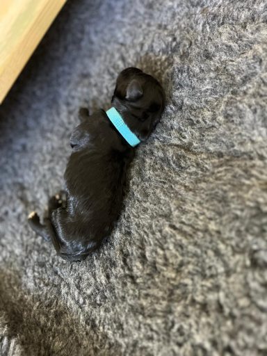 Bernedoodle Welpen liegen schlafend in der Wurfbox