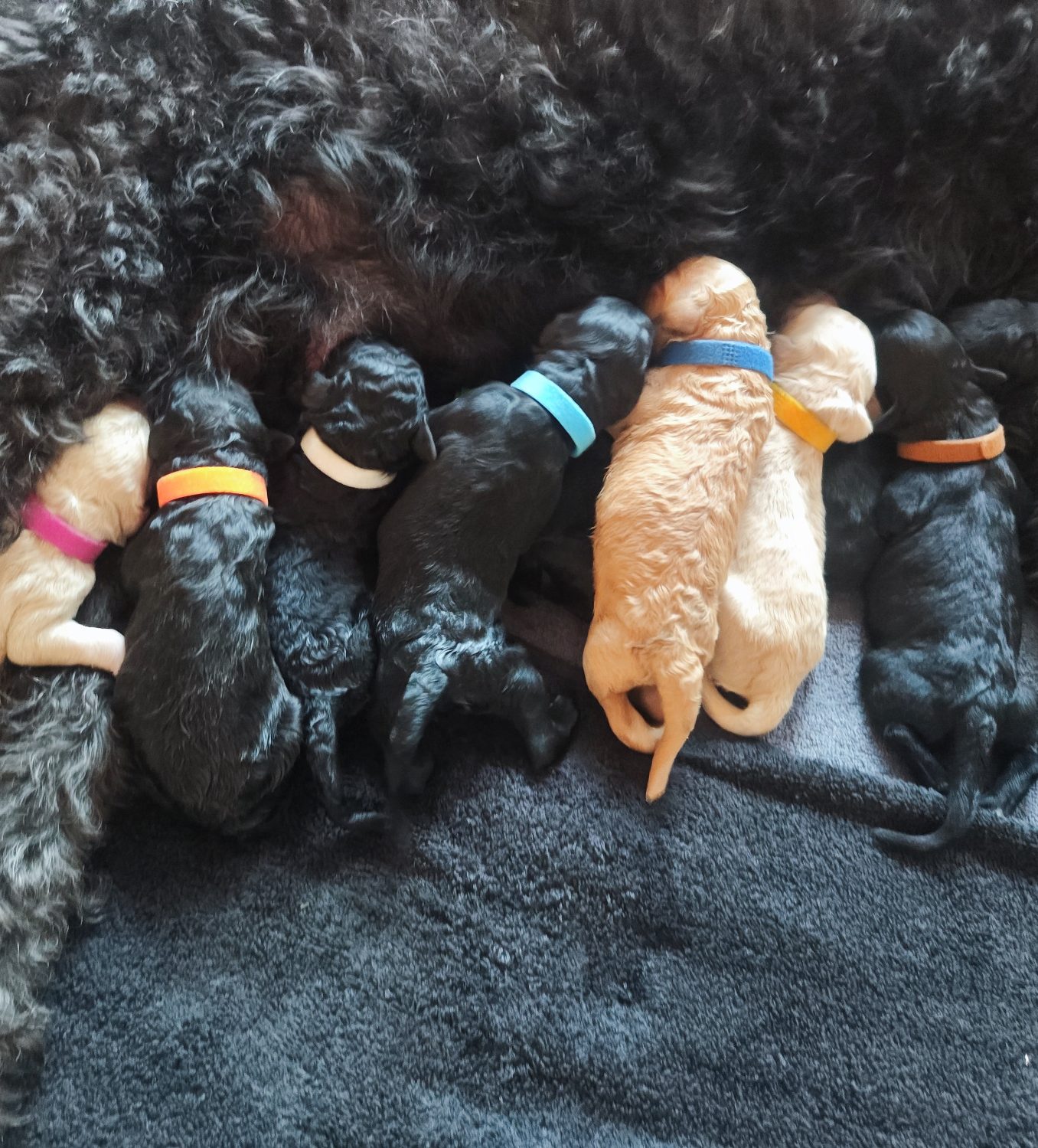 2 Tage alte Bernedoodle Welpen trinken bei der Mutter