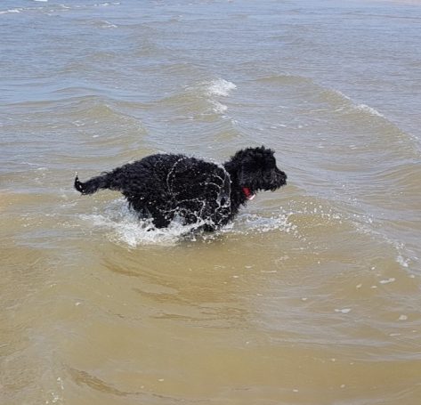 Schwarzer Bernedoodle, der im flachen Wasser am Strand sprintet und das Wasser spritzt hoch.
