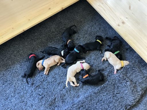 Bernedoodle Welpen liegen schlafend in der Wurfbox