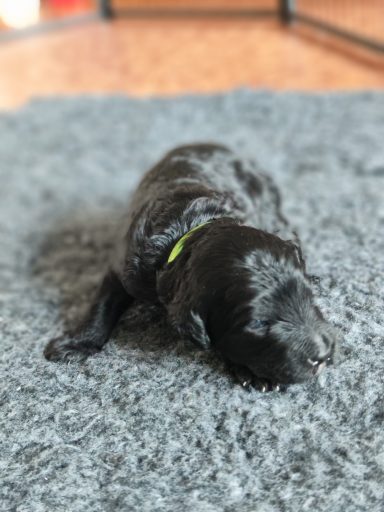 Bernedoodle Welpen Nahaufnahme