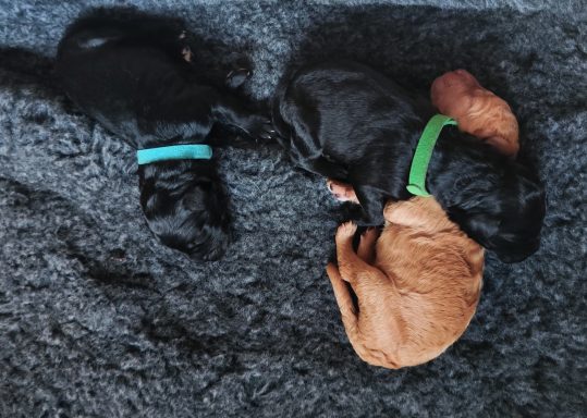 Bernedoodle Welpen liegen schlafend in der Wurfbox