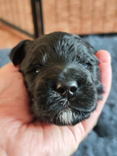 Bernedoodle Welpen Gesicht Nahaufnahme